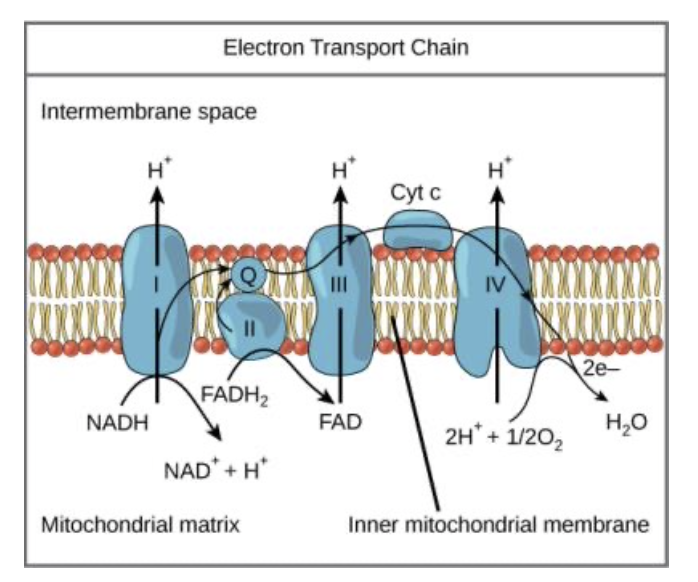 <ul><li><p class="p1">A series of protein complexes that transfer electrons to oxygen, pumping protons across a membrane.</p></li><li><p class="p1">a series of proteins in the inner mitochondrial membrane that transfer electrons from NADH and FADH₂, releasing energy to create a proton gradient used to make ATP.</p></li><li><p class="p1">last component of aerobic respiration and is the only part of glucose metabolism that uses atmospheric oxygen.</p></li></ul><p>-provides the energy to power chemiosmosis.</p><p class="p1">• In the process, protons (H<span style="line-height: normal;">+</span>) are pumped from the mitochondrial matrix to the intermembrane space, and O<span style="line-height: normal;">2</span> is reduced to form H<span style="line-height: normal;">2</span>O.</p><p></p>