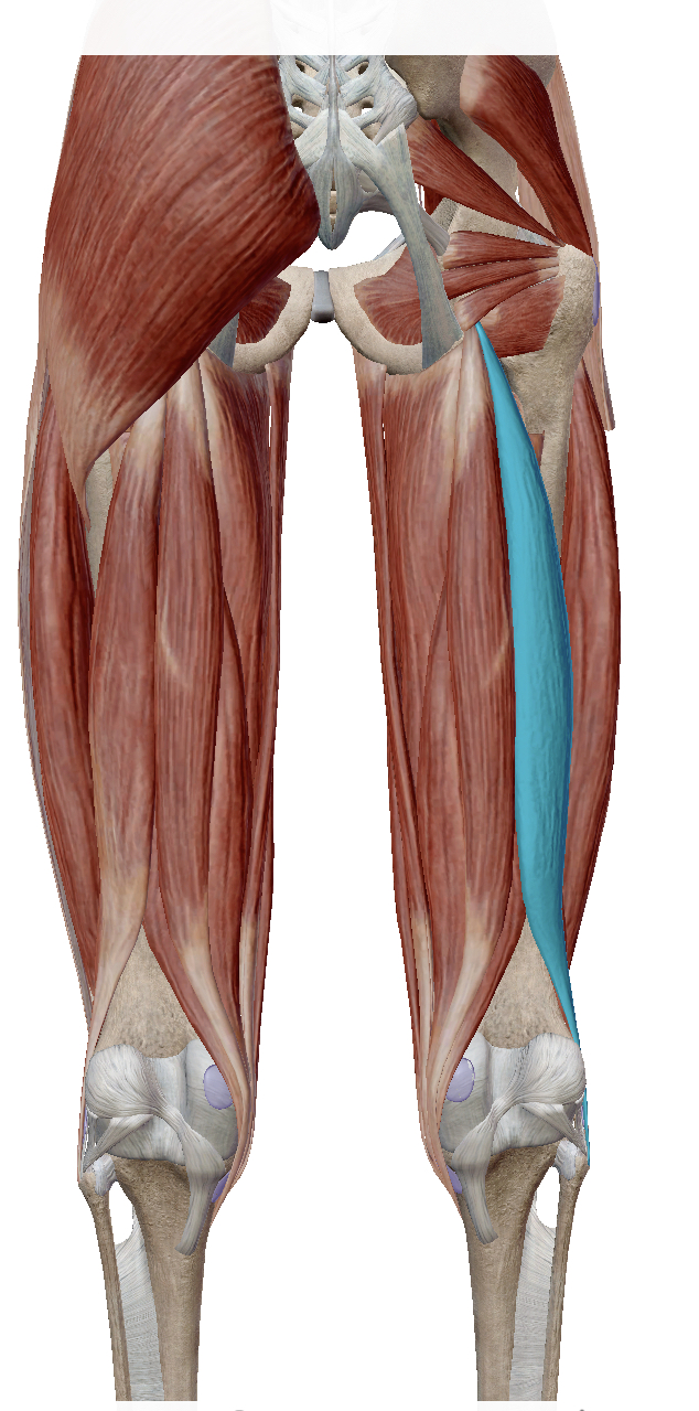 <p>Identify the highlighted muscle</p>