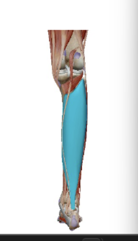 <p><span><span>M. Soleus</span></span></p>