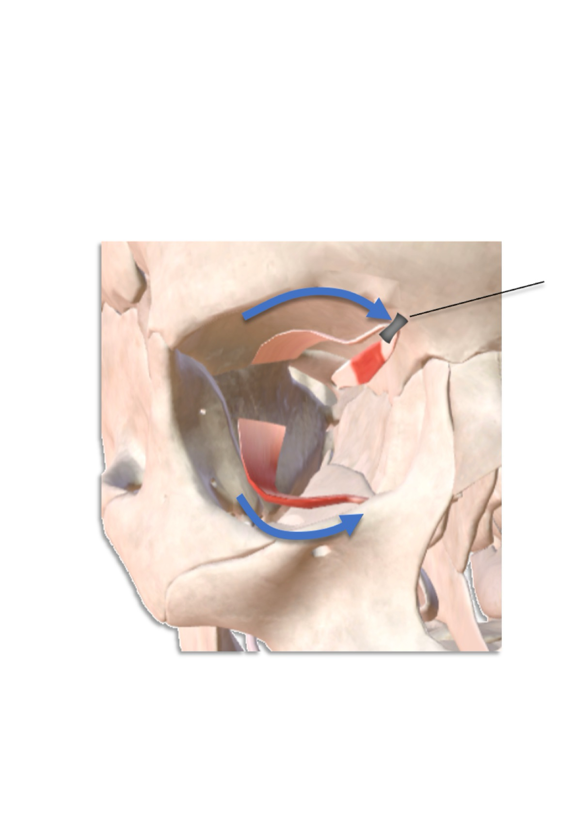 <p><strong><sub><sup>Medial and Lateral rotations (CW, CCW)</sup></sub></strong></p><p><strong><em><u>Trochlea</u></em></strong></p><ul><li><p>Pulley for tendon of superior oblique</p></li></ul><p></p>