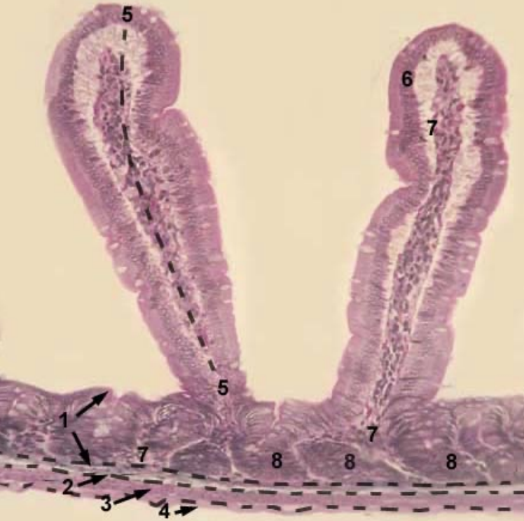 <p><strong><u>Structure in submucosa:</u> </strong><span style="color: green"><strong>Permanent aggregated lymphoid nodules </strong></span></p><p><strong><u>Length of villi:</u> </strong><span style="color: green"><strong>Shortest</strong></span><strong> </strong></p><p><strong><u>Number of goblet cells:</u> </strong><span style="color: green"><strong>More</strong></span><strong> </strong></p><p><strong><u>Structures:</u></strong></p><ol><li><p><span style="color: green"><strong>Tunica mucosa </strong></span></p></li><li><p><span style="color: green"><strong>Tunica submucosa </strong></span></p></li><li><p><span style="color: green"><strong>Tunica muscularis </strong></span></p></li><li><p><span style="color: green"><strong>Tunica serosa </strong></span></p></li><li><p><span style="color: green"><strong>Villi </strong></span></p></li><li><p><span style="color: green"><strong>Epithelium</strong></span><strong> </strong>of<strong> </strong><span style="color: green"><strong>mucosa</strong></span><strong> </strong>(<em>covers villi</em>) </p></li><li><p><span style="color: green"><strong>CT</strong></span><strong> </strong>of the<span style="color: green"> <strong>lamina propria </strong></span></p></li><li><p><span style="color: green"><strong>Glands</strong></span><strong> </strong>(<em>crypts</em>) in the<span style="color: green"> <strong>lamina propria </strong>of <strong>mucosa</strong></span></p></li></ol><p></p>