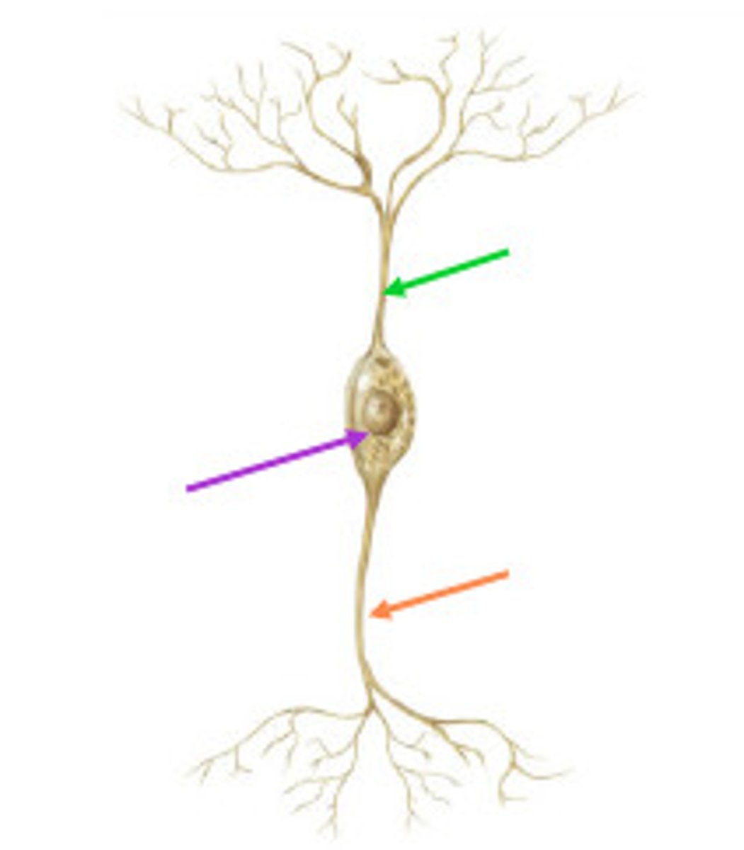 <p>-carry messages from PNS to CNS<br>-Long dendrites and short axons</p>