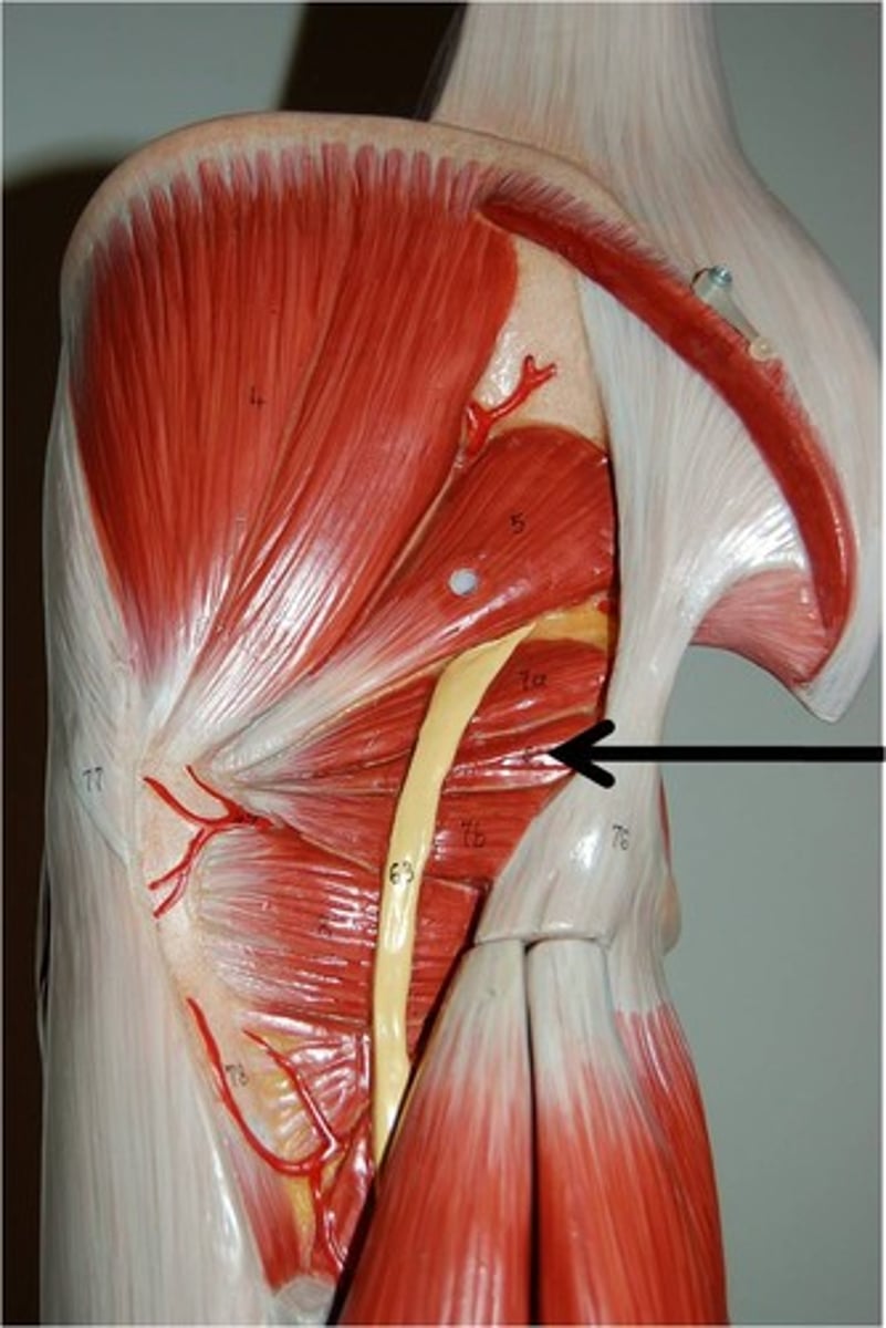 <p>gluteal compartment</p>