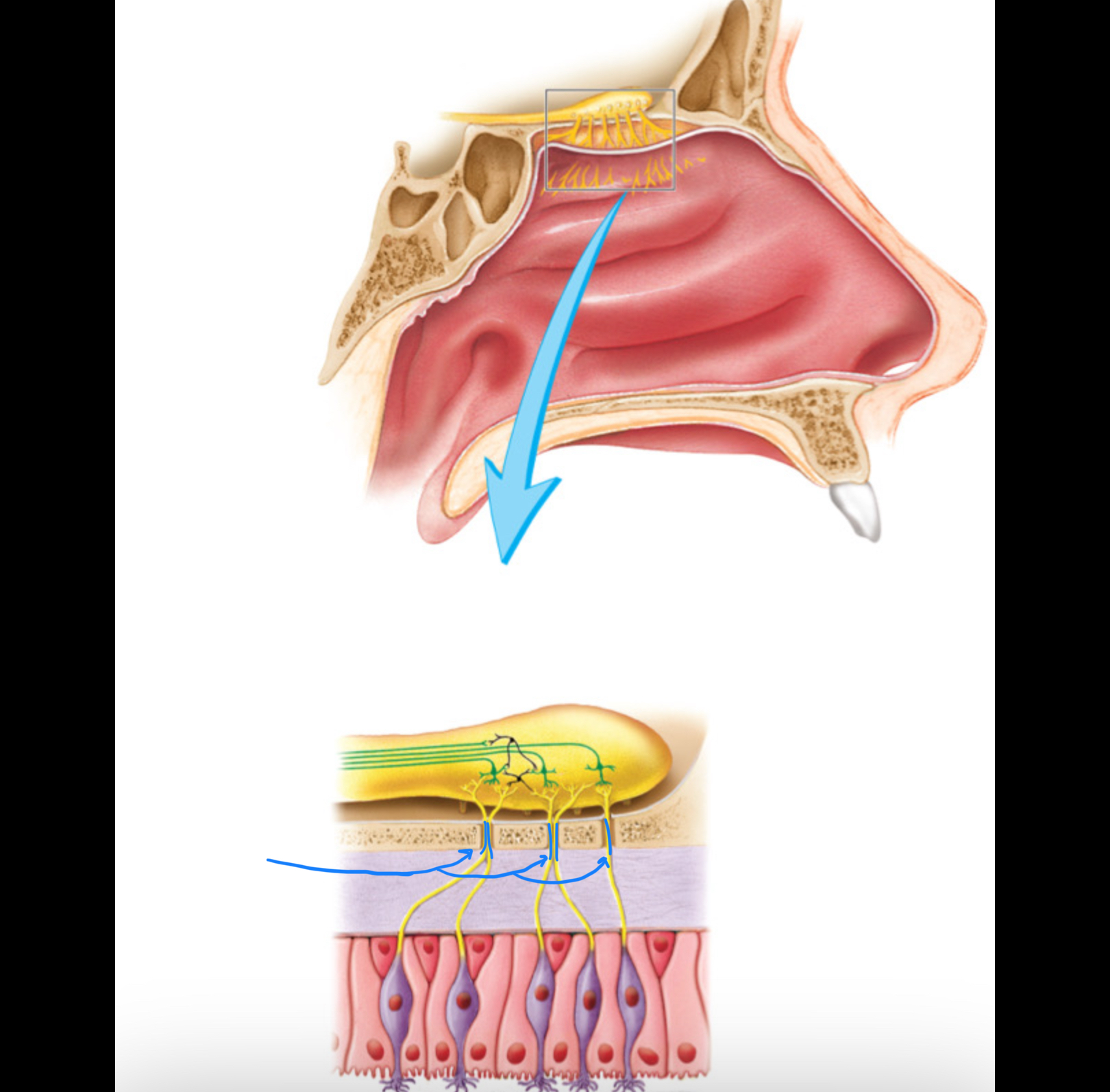 knowt flashcard image