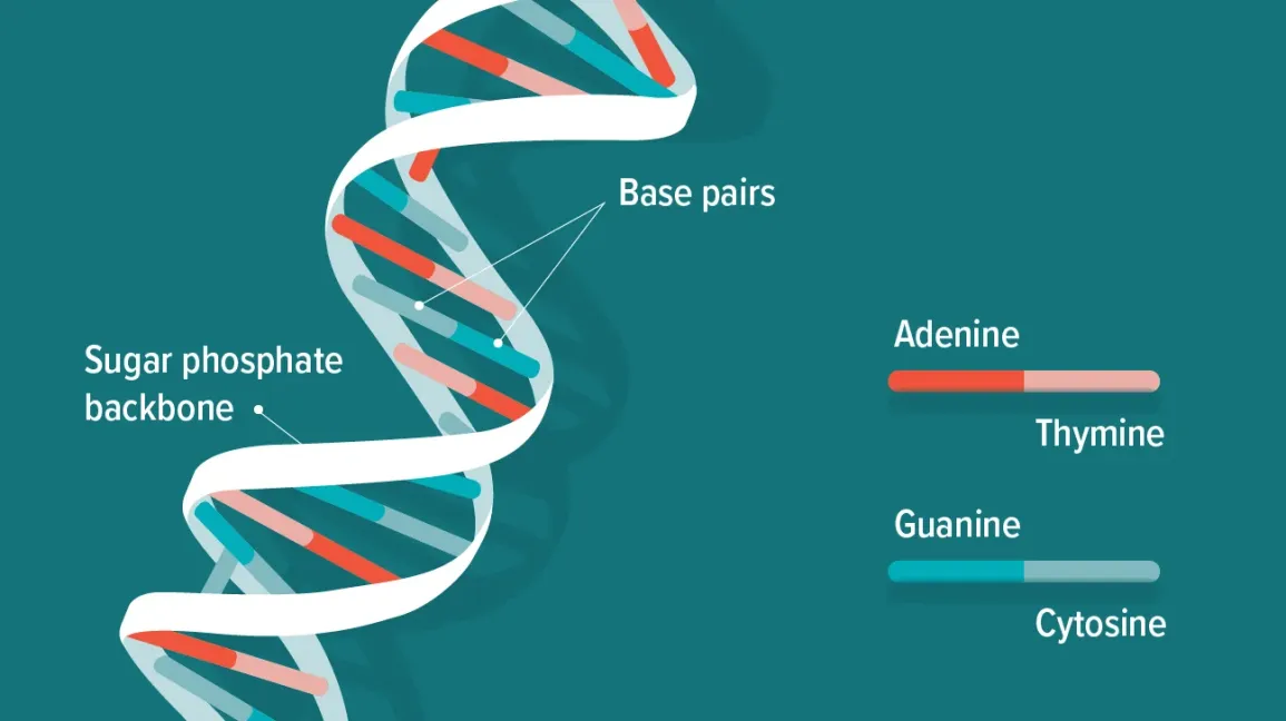 <p>Deoxyribonucleic acids bound together by phosphodiester bonds</p><p>-double stranded</p>