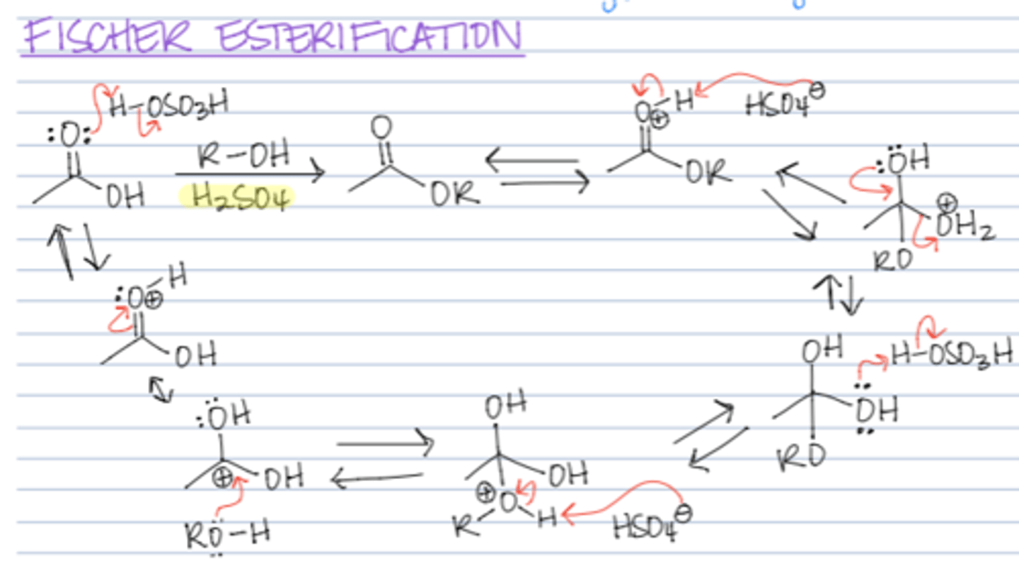 <p>1. protonate oxygen</p><p>2. attack with R OH</p><p>3. then oxygen goes down adn the Oh2 moves away</p><p>4. OH2 gets rid of hydrogen</p><p>5. protonate the oxygen</p><p>6. the Oh2 goes again</p><p>7. electrons go down</p><p>8. depronate the oxygen</p>