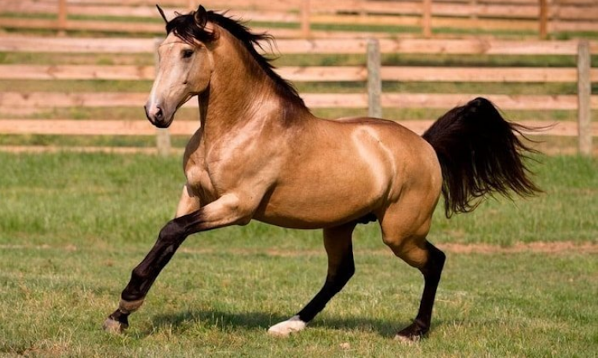 <p><span style="background-color: transparent;">Bay horse with one copy of the cream dilution. Body is predominantly a shade of yellow (gold to nearly brown) with black points. No dorsal strip or other primitive markings.</span></p>