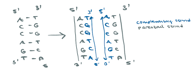 <p>semi-conservatively:</p><p>replication of one parental strand to give its complementary strand, AND the replication of the other parental strand to give its complementary strand</p>