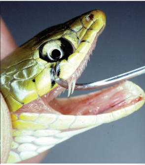 <p>Rear fangs </p>