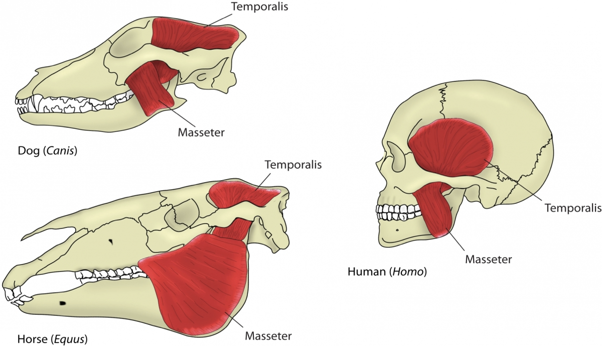 <p>The major muscles that operate the jaw are the <strong>temporalis muscle </strong>and the <strong>masseter muscle</strong>. They pull against the mandible which pivots at the fulcrum provided by the mandibular condyle.</p><p></p>