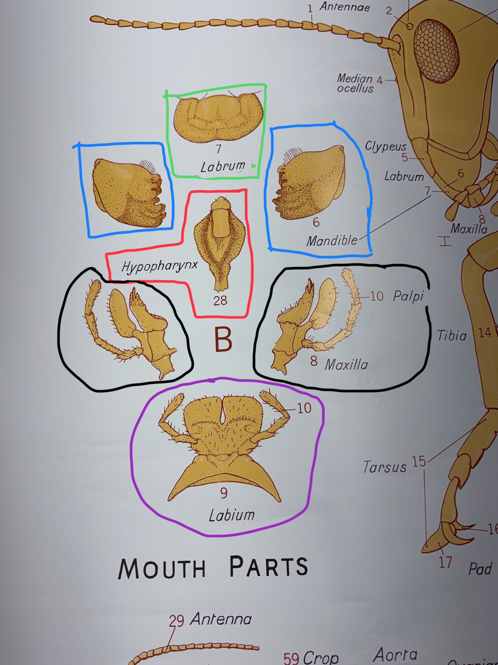 <p>8 Maxilla</p><p>10 palpi</p>