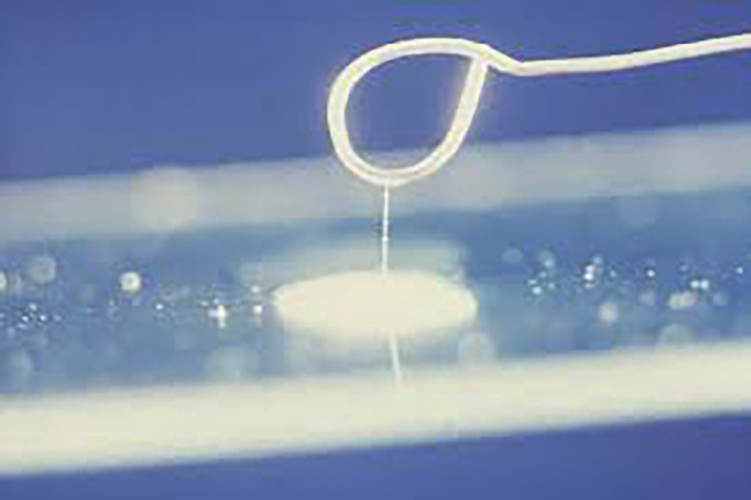 <p>Vibrio species = + (string)</p><p>Aeromonas species = - (no string)</p>