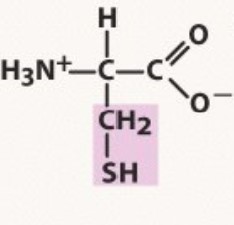 Polar uncharged
pKa 8.3
can create disulphide bonds
-Sistine chapel (two fingers "bonding)