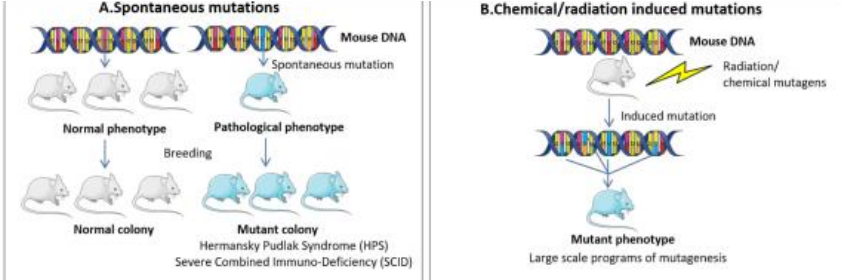 <ul><li><p class="">Involves <strong>natural mutations</strong> or <strong>introduced DNA sequences</strong> that lead to disease without external triggers.</p></li><li><p class="">Can closely mimic the <strong>genetic profile of patients</strong>.</p></li><li><p class="">Used when a <strong>natural disease progression</strong> or a genetically-driven model is needed.</p></li><li><p class="">can occur via mutations, genetic drift, or selective breeding over generations</p></li></ul><p></p>