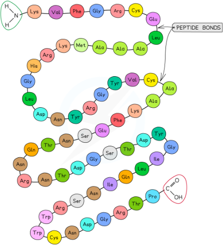 <p>the order of amino acids in a polypeptide</p><p>determined by the DNA sequence of the gene that encodes the polypeptide</p><p>determines the final 3D shape of the protein</p>