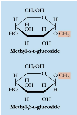 <ul><li><p>The pyranose and furanose forms of monosaccharides<strong> react with alcohols in dehydration synthesis</strong> reactions to form <strong>glycosides</strong>, with retention of the α- or β configuration at the C-1 carbon.</p></li><li><p>The new bond formed is called a<strong> glycosidic bond.</strong></p></li><li><p><em>In the example, they have a methyl group added to replace the H of the alcohol group</em></p></li></ul><p></p><p>so having a Non sugar group added through dehydration reaction</p><p></p>