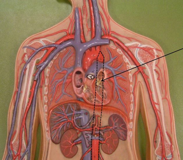 <p>above diaphragm</p>