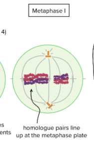 <p>Meiosis I Metaphase I</p>