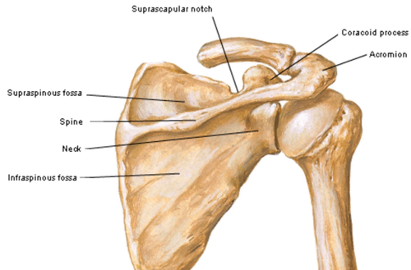 <p>inferior to the spine of the scapula</p>