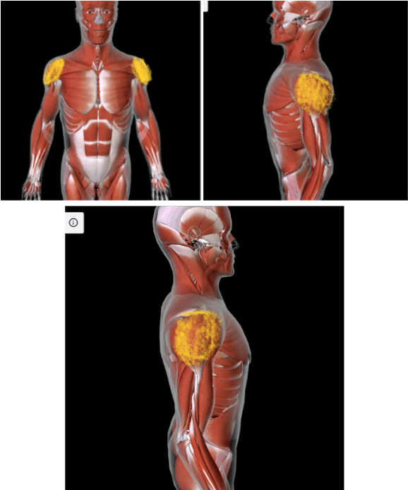 <ul><li><p>Function: <strong>ABDUCT, FLEX, EXTEND, AND ROTATE ARM</strong> at the shoulder</p></li><li><p>Origin: <strong>ACROMION OF SCAPULA </strong></p></li><li><p>Insertion: <strong>DELTOID TUBEROSITY of HUMERUS</strong></p></li></ul><p></p>