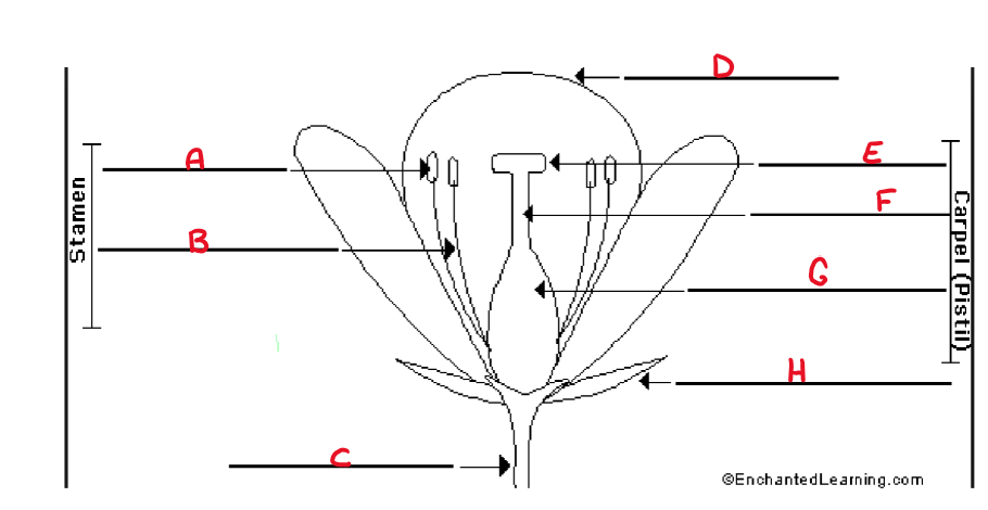 <p>label the diagram</p>