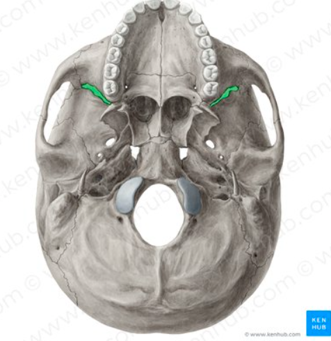 Inferior Orbital Fissure