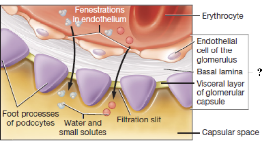 <p>made of fenestrated glomerular endothelial cells, podocytes, and their shared basal lamina </p><ul><li><p>blocks large substances while allowing water, electrolytes, glucose, amino acids, and nitrogenous waste to pass</p></li></ul><p></p>