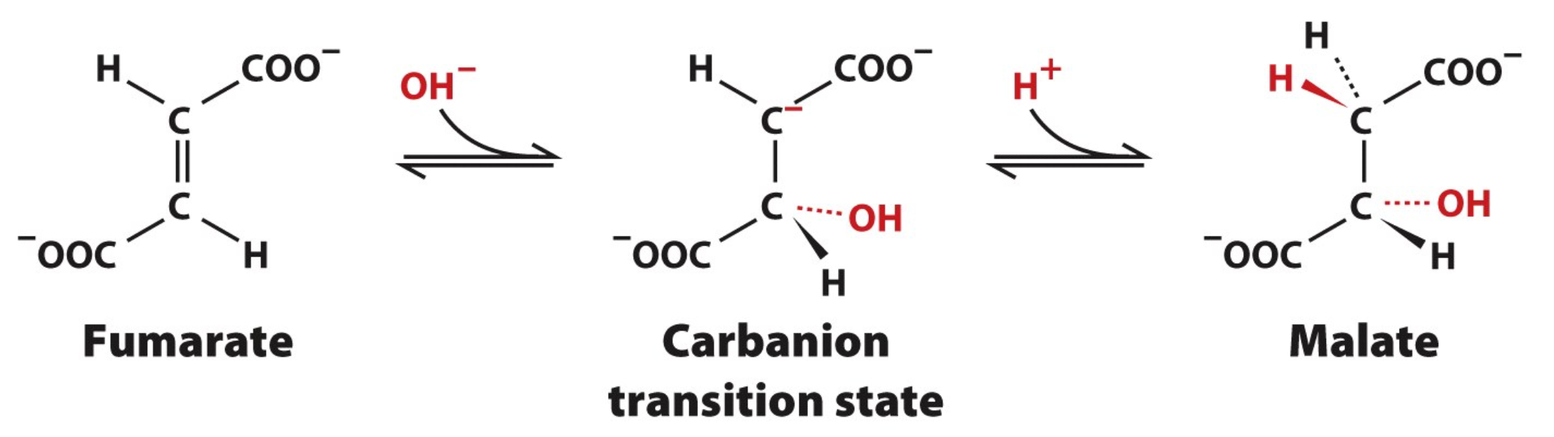 <p>Hydration of Fumarate</p>