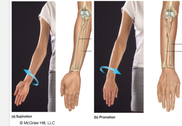 <p>rotation of forearm so<strong> palm faces forward</strong> or upward </p>