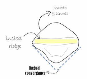 <p></p><p><strong>developmental lobes</strong> are the primary growth centers from which teeth form. Each tooth develops from multiple lobes that eventually fuse</p><p></p><p><strong>Anterior Teeth (Incisors &amp; Canines)</strong> – Typically develop from <strong>four lobes</strong>: three facial lobes and one lingual lobe (which forms the cingulum).</p>