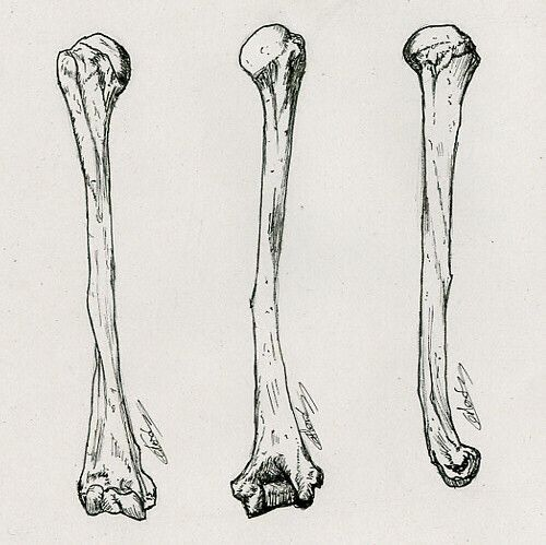 <p>Shaft of a long bone composed mainly of compact bone surrounding the medullary cavity.</p>