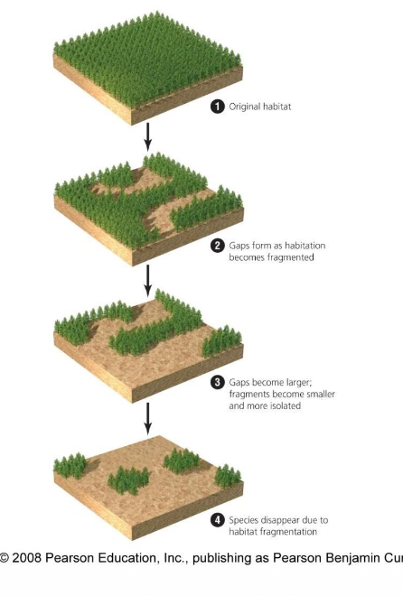 <ul><li><p>Island size predicts number of species</p></li><li><p>Everyplace is an island</p></li><li><p>Habitat fragmentation</p></li><li><p>Smaller fragments hold fewer species</p></li></ul><p></p>