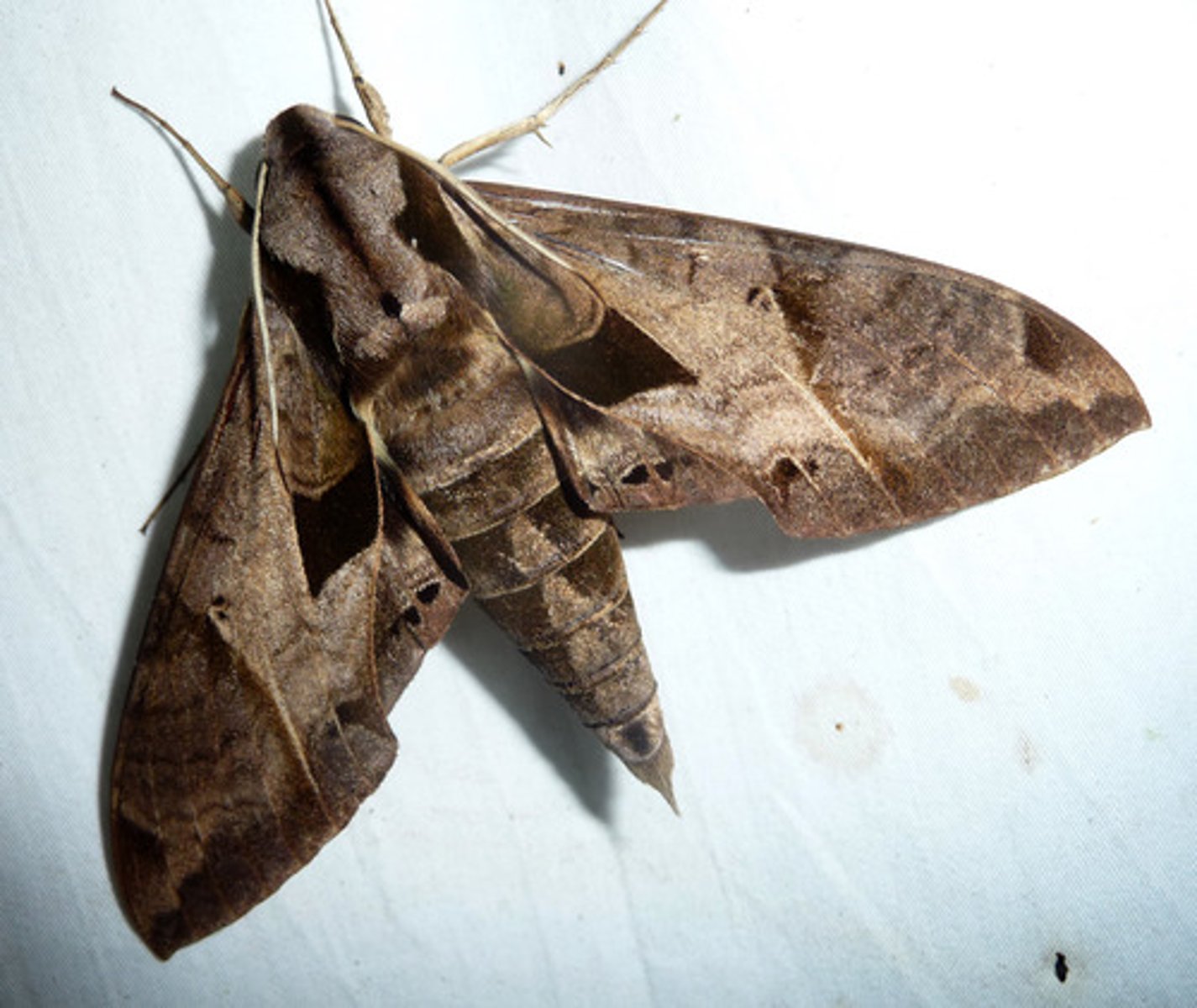 <p>densely covered in scales, stout, boldly/colorfully patterned, rapid sustained flight, studied for flying abilities, Hummingbird Hawk Moth has hovering capability, antennae not feathery, lack tympana organs, have frenulum and retinaculum, some visit flowers for nectar, some feed on decaying fruit and fermented tree sap. Larvae: specific eaters, hairless and stout, bright green/reddish, large horn like projection from end of abdomen</p>