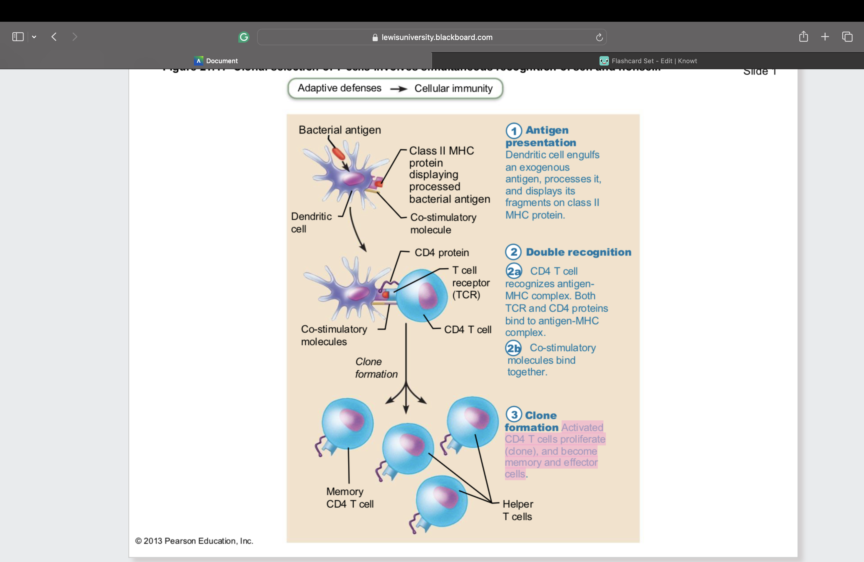<ol><li><p><span style="font-size: calc(var(--scale-factor)*11.28px)"><strong>Antigen</strong></span><strong><br></strong><span style="font-size: calc(var(--scale-factor)*11.25px)"><strong>presentation</strong></span><br><span style="font-size: calc(var(--scale-factor)*11.25px)">Dendritic cell engulfs</span><br><span style="font-size: calc(var(--scale-factor)*11.28px)">an exogenous</span><br><span style="font-size: calc(var(--scale-factor)*11.28px)">antigen, processes it,</span><br><span style="font-size: calc(var(--scale-factor)*11.25px)">and displays its</span><br><span style="font-size: calc(var(--scale-factor)*11.28px)">fragments on class II</span><br><span style="font-size: calc(var(--scale-factor)*11.28px)">MHC protein</span></p></li><li><p><span style="font-size: calc(var(--scale-factor)*11.28px)"> <strong>Double recognition</strong></span></p><p><span style="font-size: calc(var(--scale-factor)*11.28px)">2a. CD4 T cell</span><br><span style="font-size: calc(var(--scale-factor)*11.25px)">recognizes antigen-</span><br><span style="font-size: calc(var(--scale-factor)*11.28px)">MHC complex. Both</span><br><span style="font-size: calc(var(--scale-factor)*11.28px)">TCR and CD4 proteins</span><br><span style="font-size: calc(var(--scale-factor)*11.28px)">bind to antigen-MHC</span><br><span style="font-size: calc(var(--scale-factor)*11.25px)">complex.</span><br>2b. <span style="font-size: calc(var(--scale-factor)*11.25px)">Co-stimulatory</span><br><span style="font-size: calc(var(--scale-factor)*11.28px)">molecules bind</span><br><span style="font-size: calc(var(--scale-factor)*11.28px)">together.</span></p></li><li><p><span style="font-size: calc(var(--scale-factor)*11.28px)"><strong>clone formation </strong></span><span style="font-size: calc(var(--scale-factor)*11.25px)">Activated</span><br><span style="font-size: calc(var(--scale-factor)*11.28px)">CD4 T cells proliferate</span><br><span style="font-size: calc(var(--scale-factor)*11.28px)">(clone), and become</span><br><span style="font-size: calc(var(--scale-factor)*11.25px)">memory and effector</span><br><span style="font-size: calc(var(--scale-factor)*11.28px)">cells</span></p><p><br></p></li></ol><p></p>
