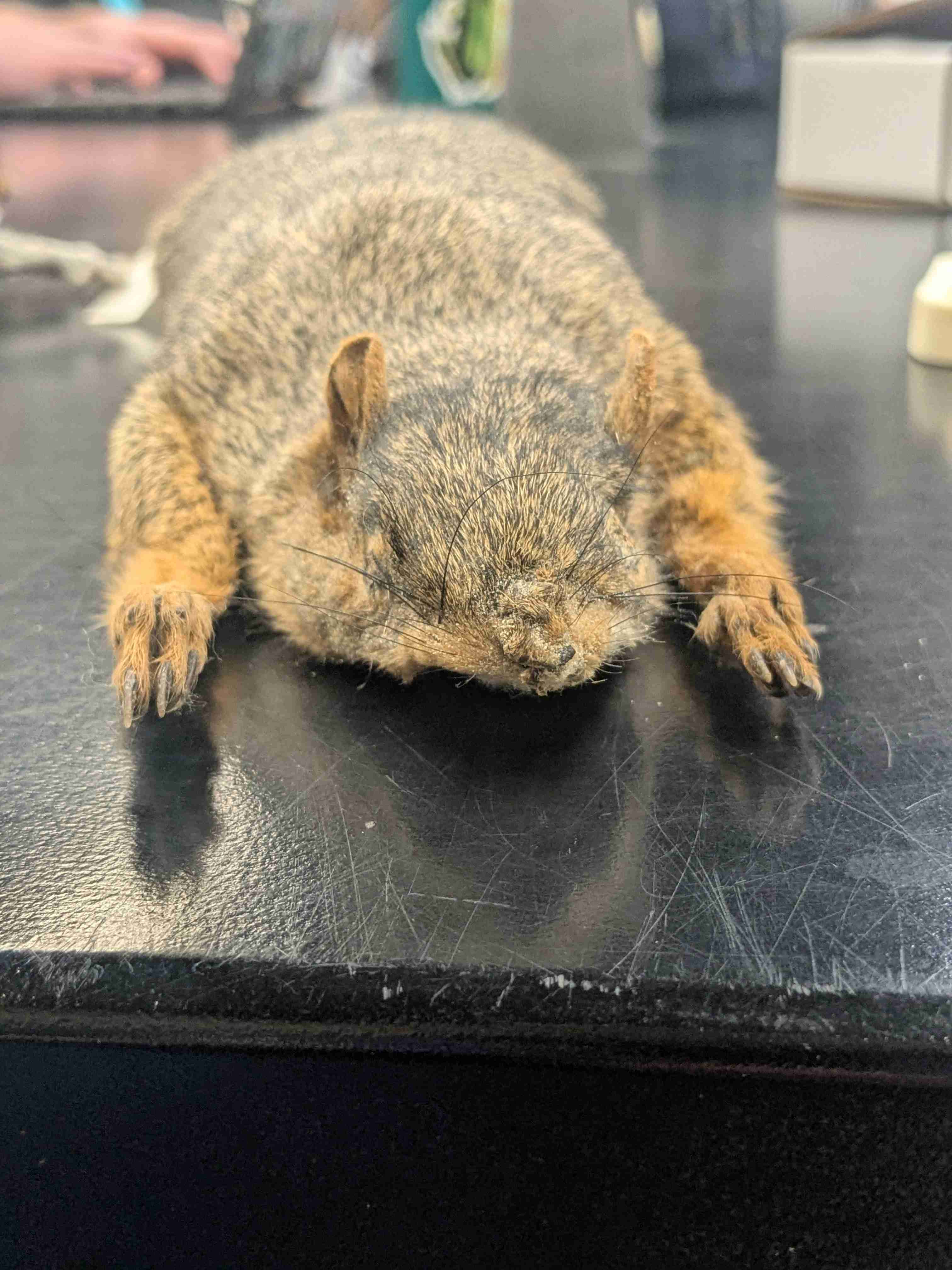 <p>Eastern Fox Squirrel</p>