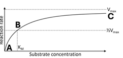<p>In the figure below, which point represents the saturation of the enzyme’s active sites during the chemical reaction? (only 3 choices) [reaction order]</p>