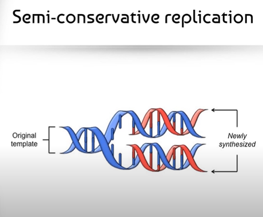 <p><span>In DNA Replication, the original strand is separated into two half strands, and each of these half strands form the template for new (free) nucleotides to attach, creating two identical double strands.</span><br><br><span>Each of these two identical strands contains half of the DNA from the original strand, and half from the newly formed strand; Therefore, we say it is semi-conservative, because we actually saved (conserved) half of the DNA in each new double strand.</span></p>