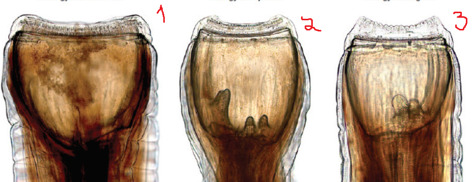 <p>cuál nematodo es 1, 2 y 3?</p>