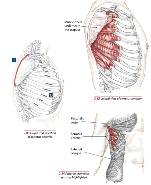 <p>Anterior surface of medial border of scapula</p>