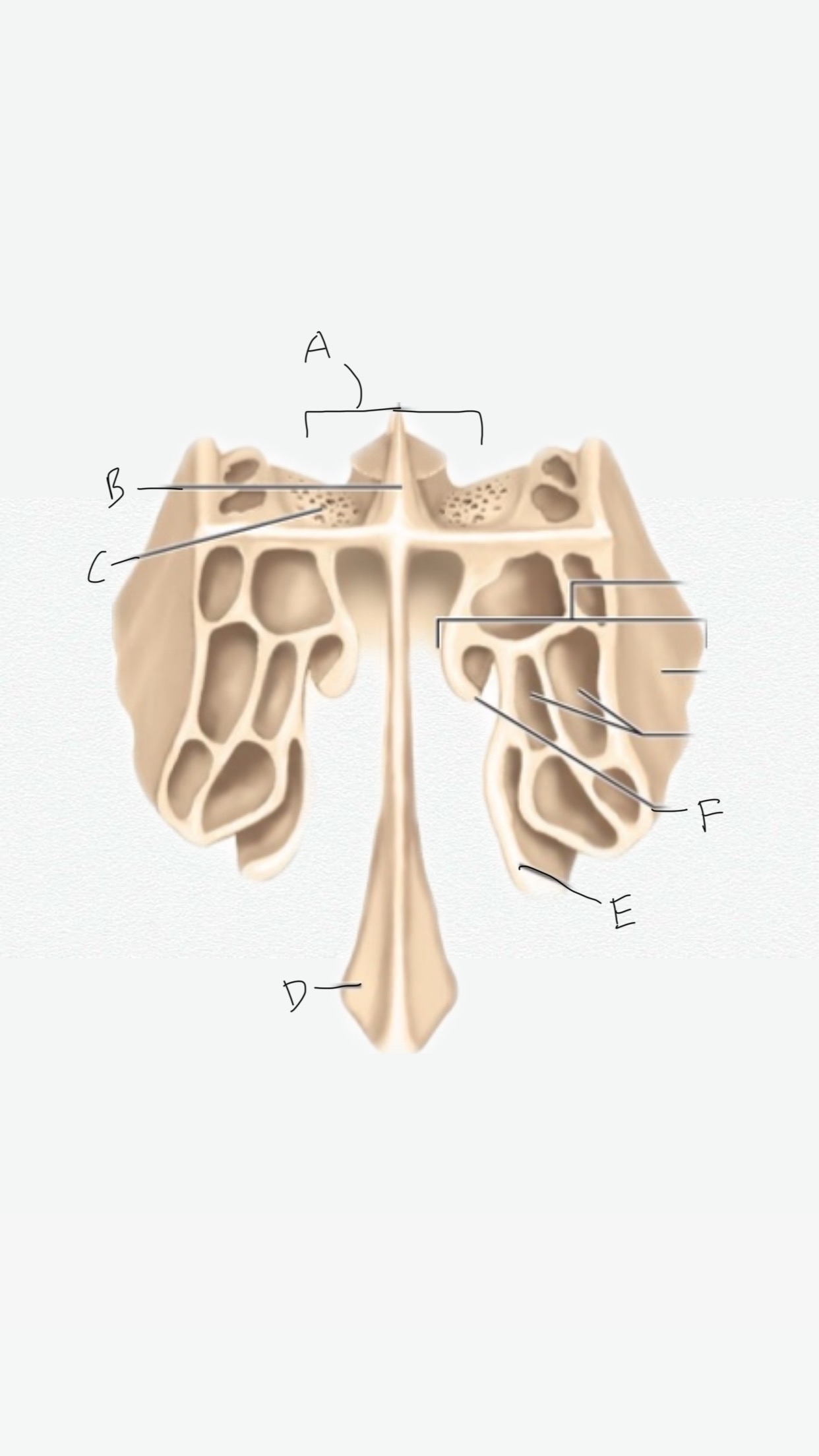 <p>B</p>