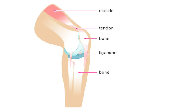 <p>What are tendons?</p>