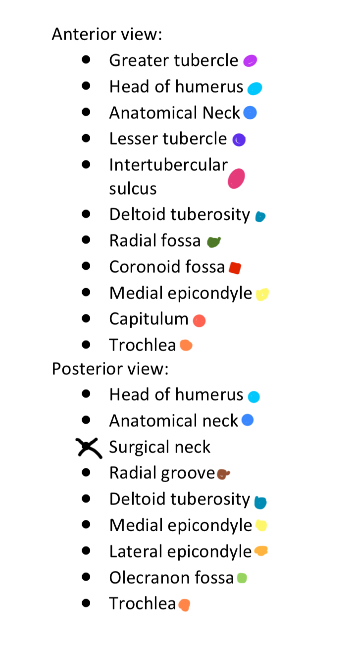 <p>Radial Fossa</p>