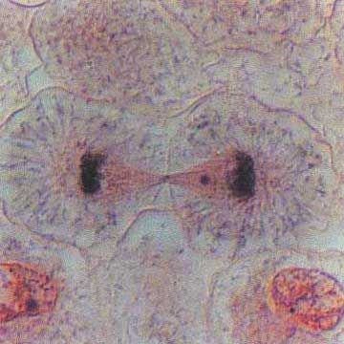 <p>Spindle fibers shorten and pull apart the sister chromatids to opposite ends of the cell.</p>