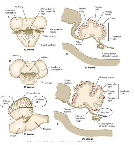 <ul><li><p>Cerebellum is divided into lobes –</p><ul><li><p>Anterior lobe, posterior lobe, &amp; Flocculonodular lobe (oldest phylogenetically)</p></li></ul></li><li><p>Cerebellum has 3 layers —</p><ul><li><p>Outer grey matter — cortex</p></li><li><p>Medial white matter</p></li><li><p>Inner grey matter</p><ul><li><p>Organized into 4 nuclei called <u>deep nuclei</u> </p></li></ul></li></ul></li><li><p>Folding of the cortex – folia&nbsp;</p><ul><li><p>Due to huge number of neurons, cortex begins folding on itself, forming parallel folia or lamellae </p></li></ul></li></ul>