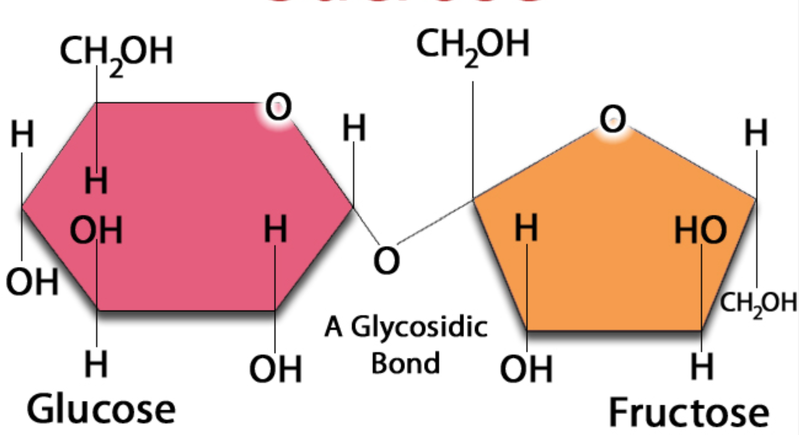 <p>Most common disaccharide</p><ul><li><p>Made up of glucose and fructose</p></li><li><p>Plants transfer carbs from roots to leaves in this form</p></li></ul>