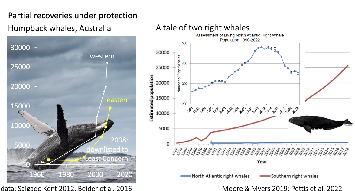 <ul><li><p>some populations have rebounded</p><ul><li><p>southern rights, humpback, gry and blue</p></li></ul></li><li><p>Some have not</p><ul><li><p>North Atlantic right whales</p></li></ul></li></ul><p></p>