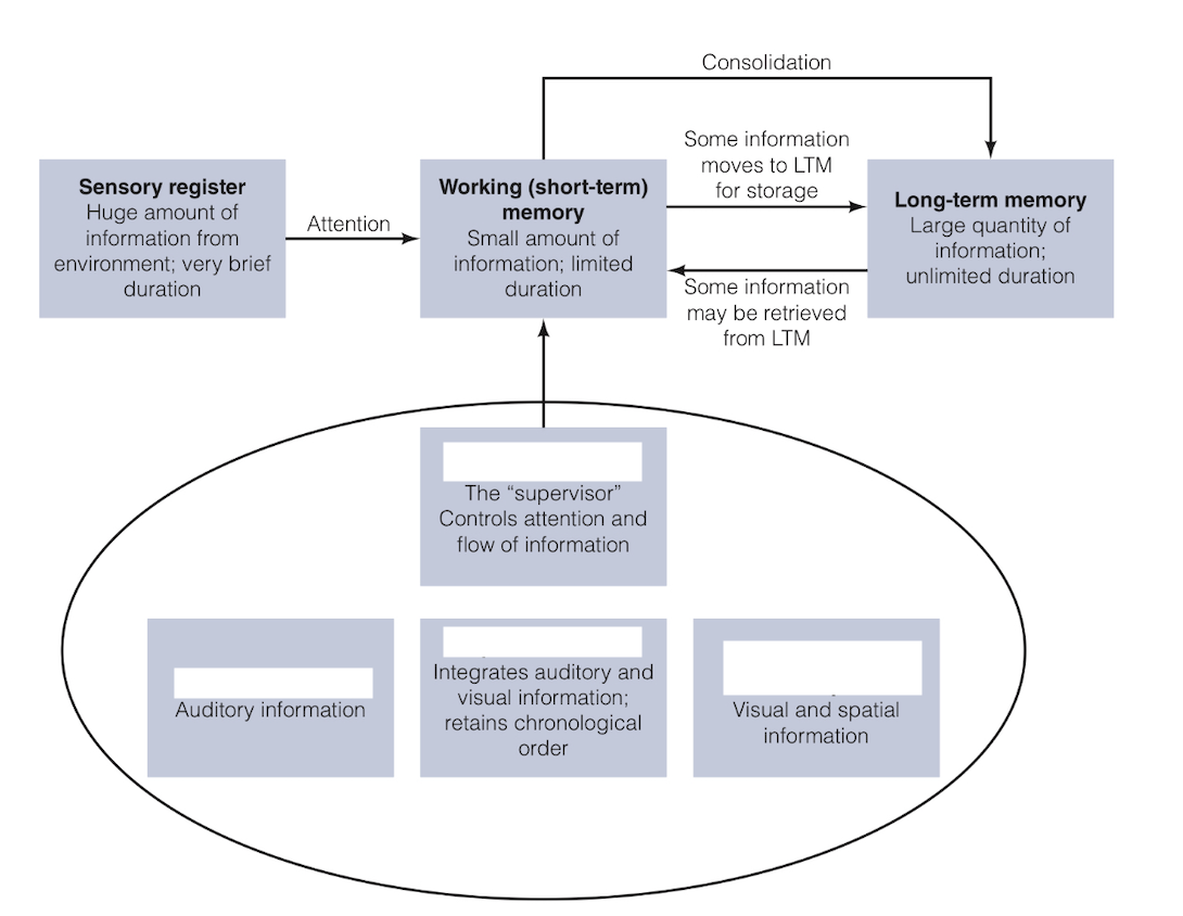<p>Explain the working memory model and how it fits into the information processing model </p>