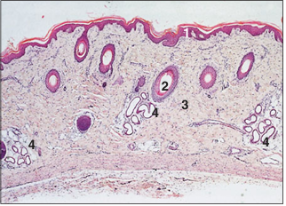 <p>name of histologic slide:</p><p>Specie:</p><p>Parts</p><p>1.__ 2.__ 3.__ 4.__</p><p>Stain used:</p>