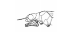 <p>Identify this insect + what its mouthparts are specialized for</p>