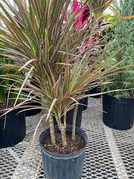 <p>Dragon Tree, Red-Edge Dracaena</p>